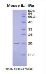 Figure 1. SDS-PAGE