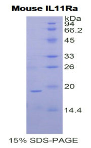 Figure 1. SDS-PAGE