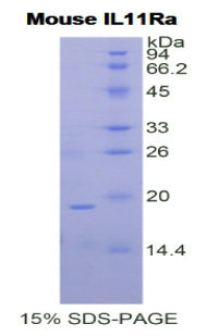 Figure 1. SDS-PAGE