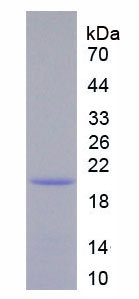 Figure 1. SDS-PAGE