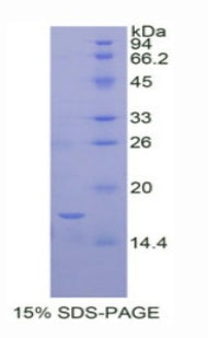 Figure 1. SDS-PAGE