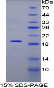 Figure 1. SDS-PAGE