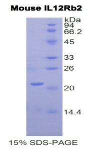 Figure 1. SDS-PAGE