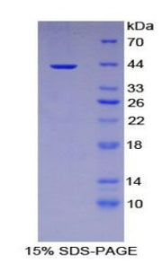 Figure 1. SDS-PAGE
