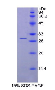 Figure 1. SDS-PAGE