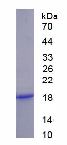 Figure 1. SDS-PAGE