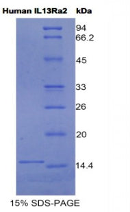 Figure 1. SDS-PAGE