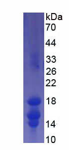 Figure 1. SDS-PAGE
