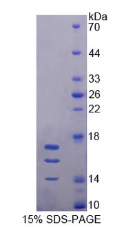 Figure 1. SDS-PAGE
