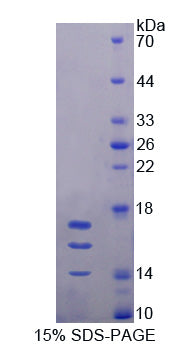 Figure 1. SDS-PAGE