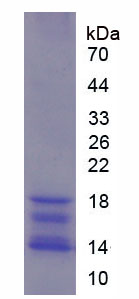 Figure 1. SDS-PAGE