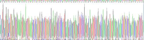 Recombinant Rabbit Interleukin 15 (IL15)
