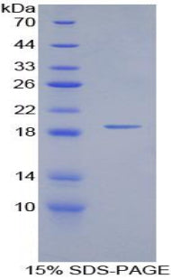 Figure 1. SDS-PAGE