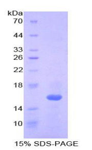 Figure 1. SDS-PAGE