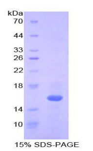 Figure 1. SDS-PAGE