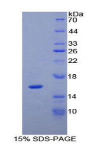 Figure 1. SDS-PAGE
