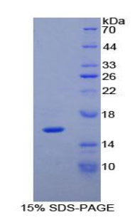 Figure 1. SDS-PAGE