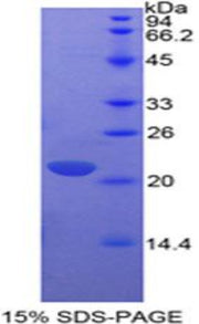 Figure 1. SDS-PAGE