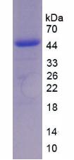 Figure 2. SDS-PAGE