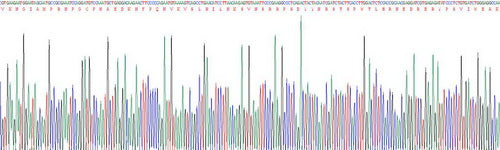 Recombinant Rabbit Interleukin 17 (IL17)