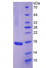 Figure 3. SDS-PAGE