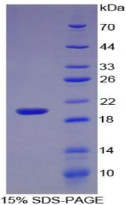 Figure 1. SDS-PAGE