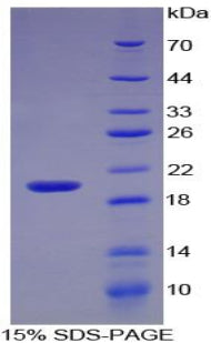 Figure 1. SDS-PAGE