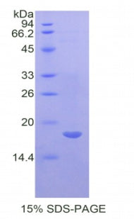 Figure 1. SDS-PAGE