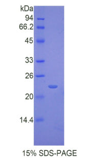 Figure 1. SDS-PAGE