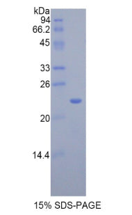 Figure 1. SDS-PAGE