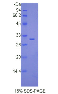 Figure 1. SDS-PAGE