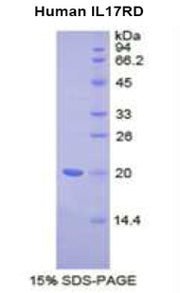 Figure 1. SDS-PAGE