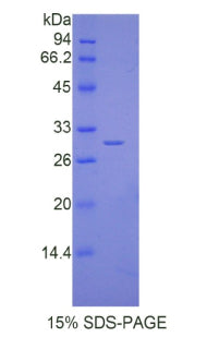 Figure 1. SDS-PAGE