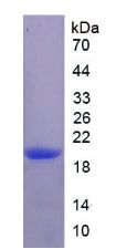 Figure 2. SDS-PAGE