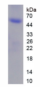Figure 1. SDS-PAGE