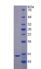 Figure 2. SDS-PAGE