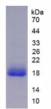 Figure 2. SDS-PAGE