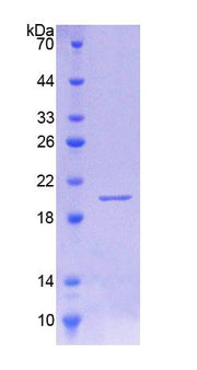 Figure 1. SDS-PAGE