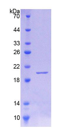 Figure 1. SDS-PAGE