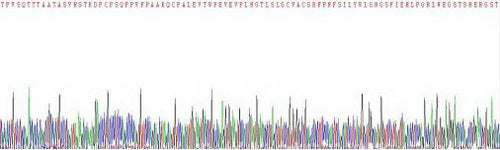 Recombinant Human Interleukin 18 Binding Protein (IL18BP)