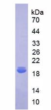 Figure 3. SDS-PAGE