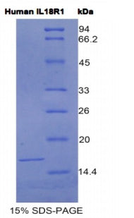 Figure 1. SDS-PAGE