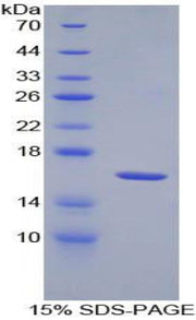 Figure 1. SDS-PAGE