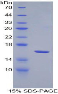 Figure 1. SDS-PAGE