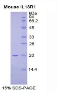 Figure 1. SDS-PAGE