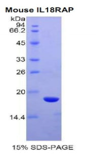 Figure 1. SDS-PAGE