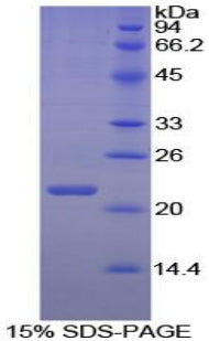 Figure 1. SDS-PAGE