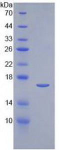 Figure 3. SDS-PAGE