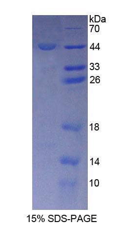 Figure 1. SDS-PAGE