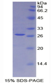 Figure 1. SDS-PAGE